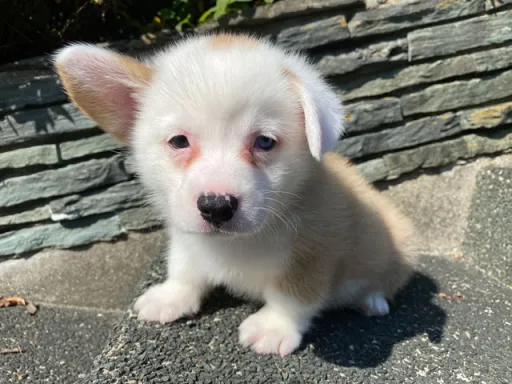 ウェルシュ・コーギー・ペンブロークの子犬販売