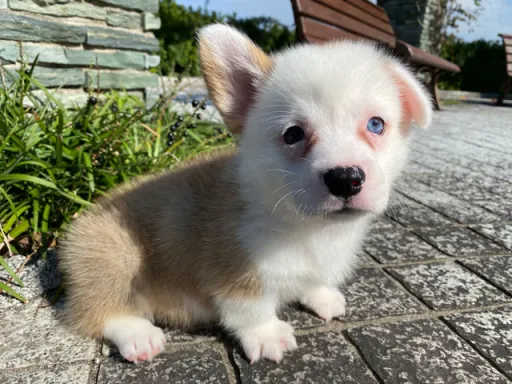 ウェルシュ・コーギー・ペンブロークの子犬販売