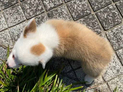 ウェルシュ・コーギー・ペンブロークの子犬販売