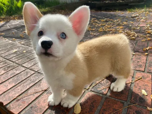 ウェルシュ・コーギー・ペンブロークのサムネイル画像6