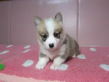 ウェルシュ・コーギー・ペンブローク