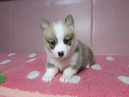 ウェルシュ・コーギー・ペンブロークの子犬販売