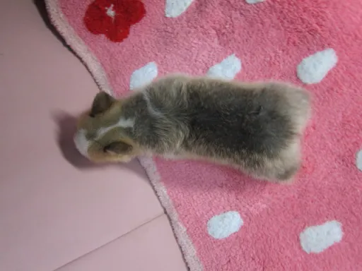 ウェルシュ・コーギー・ペンブロークのサムネイル画像5