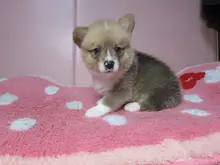 ウェルシュ・コーギー・ペンブローク