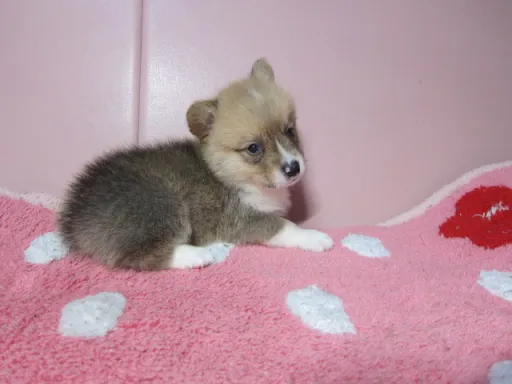 ウェルシュ・コーギー・ペンブロークのサムネイル画像2