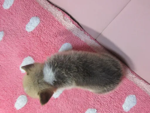 ウェルシュ・コーギー・ペンブロークのサムネイル画像5