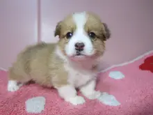 ウェルシュ・コーギー・ペンブローク