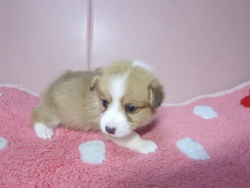 ウェルシュ・コーギー・ペンブロークのサムネイル画像4