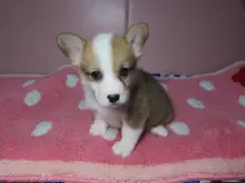 ウェルシュ・コーギー・ペンブローク