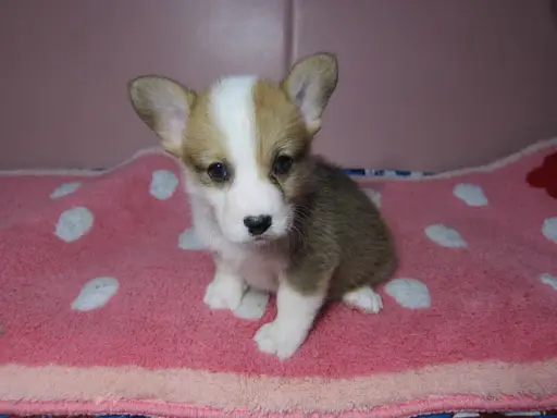 ウェルシュ・コーギー・ペンブロークの子犬販売