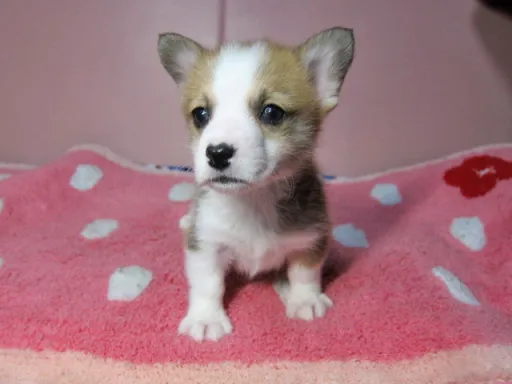 ウェルシュ・コーギー・ペンブロークのサムネイル画像1