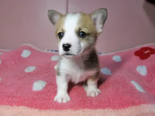 ウェルシュ・コーギー・ペンブロークの子犬販売