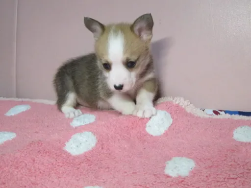 ウェルシュ・コーギー・ペンブロークのサムネイル画像3