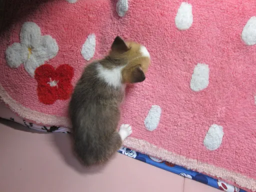 ウェルシュ・コーギー・ペンブロークのサムネイル画像5