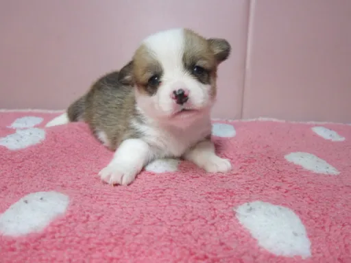 ウェルシュ・コーギー・ペンブロークの子犬販売