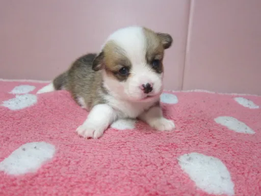 ウェルシュ・コーギー・ペンブロークの子犬販売