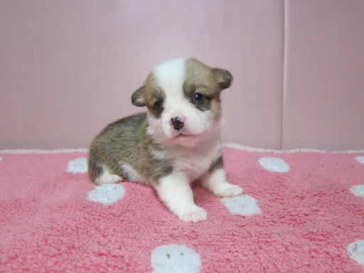 ウェルシュ・コーギー・ペンブロークの子犬販売