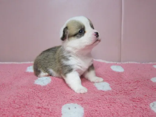 ウェルシュ・コーギー・ペンブロークの子犬販売