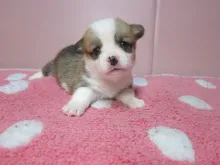 ウェルシュ・コーギー・ペンブローク