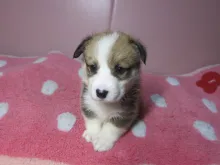 ウェルシュ・コーギー・ペンブローク