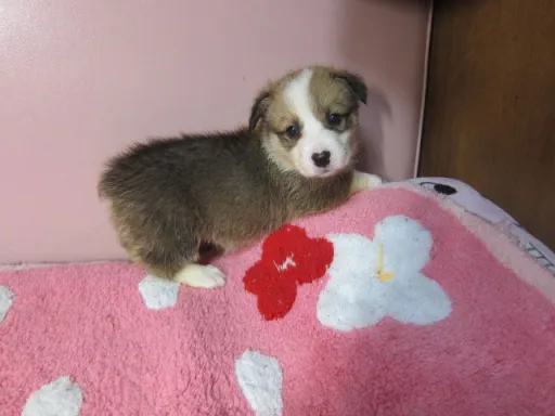 ウェルシュ・コーギー・ペンブロークのサムネイル画像2