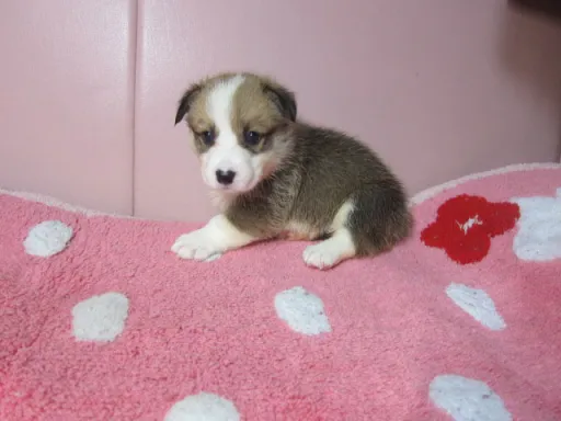 ウェルシュ・コーギー・ペンブロークのサムネイル画像3