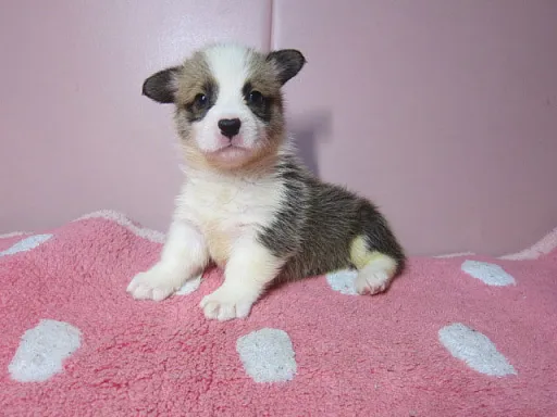 ウェルシュ・コーギー・ペンブロークのサムネイル画像1