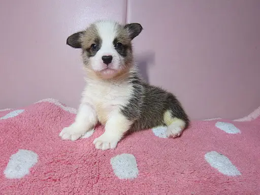 ウェルシュ・コーギー・ペンブロークの子犬販売