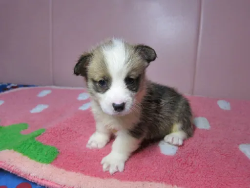 ウェルシュ・コーギー・ペンブロークのサムネイル画像2