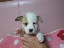 ウェルシュ・コーギー・ペンブローク