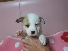 ウェルシュ・コーギー・ペンブローク