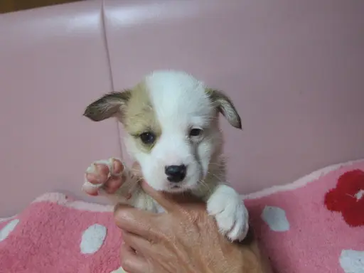 ウェルシュ・コーギー・ペンブロークの子犬販売