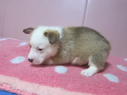 ウェルシュ・コーギー・ペンブロークのサムネイル画像4