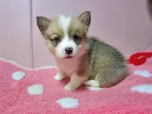 ウェルシュ・コーギー・ペンブローク