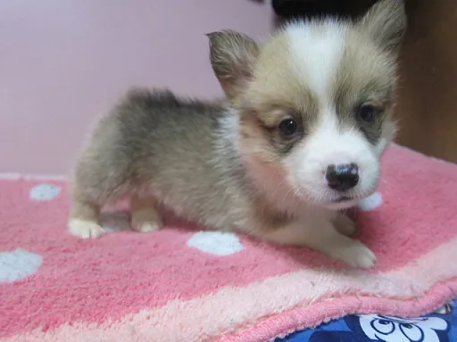 ウェルシュ・コーギー・ペンブロークのサムネイル画像4