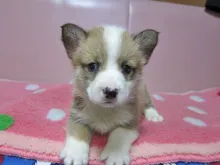 ウェルシュ・コーギー・ペンブローク