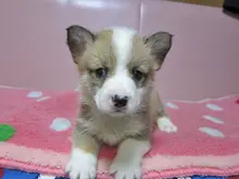 ウェルシュ・コーギー・ペンブローク