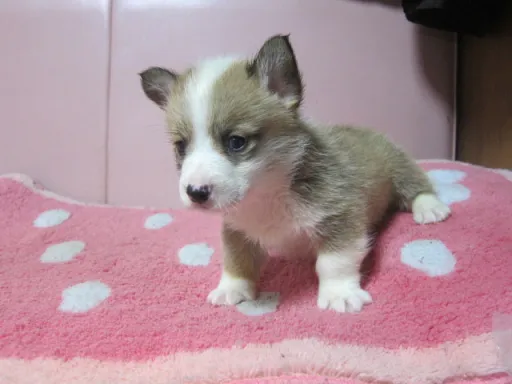 ウェルシュ・コーギー・ペンブロークのサムネイル画像3