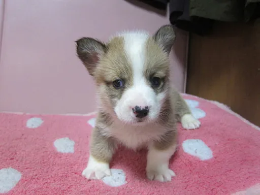 ウェルシュ・コーギー・ペンブロークのサムネイル画像4