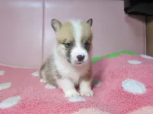 ウェルシュ・コーギー・ペンブローク