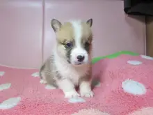 ウェルシュ・コーギー・ペンブローク