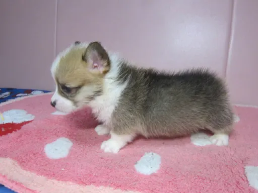 ウェルシュ・コーギー・ペンブロークのサムネイル画像4