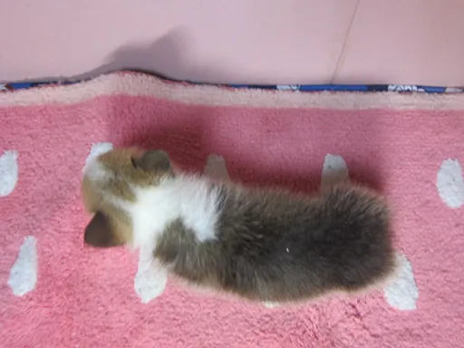 ウェルシュ・コーギー・ペンブロークのサムネイル画像5