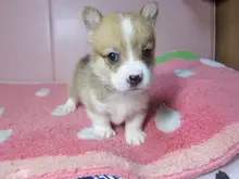 ウェルシュ・コーギー・ペンブローク