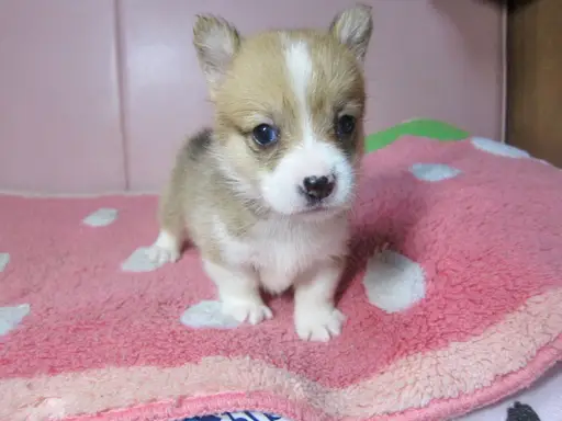 ウェルシュ・コーギー・ペンブロークの子犬販売