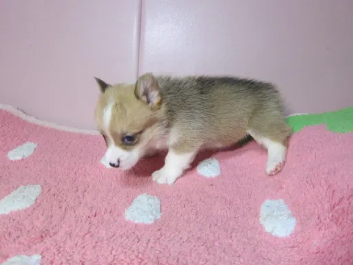 ウェルシュ・コーギー・ペンブロークのサムネイル画像3