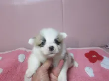 ウェルシュ・コーギー・ペンブローク