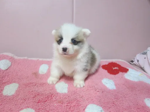 ウェルシュ・コーギー・ペンブロークのサムネイル画像4