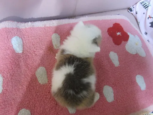 ウェルシュ・コーギー・ペンブロークのサムネイル画像6