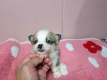 ウェルシュ・コーギー・ペンブローク